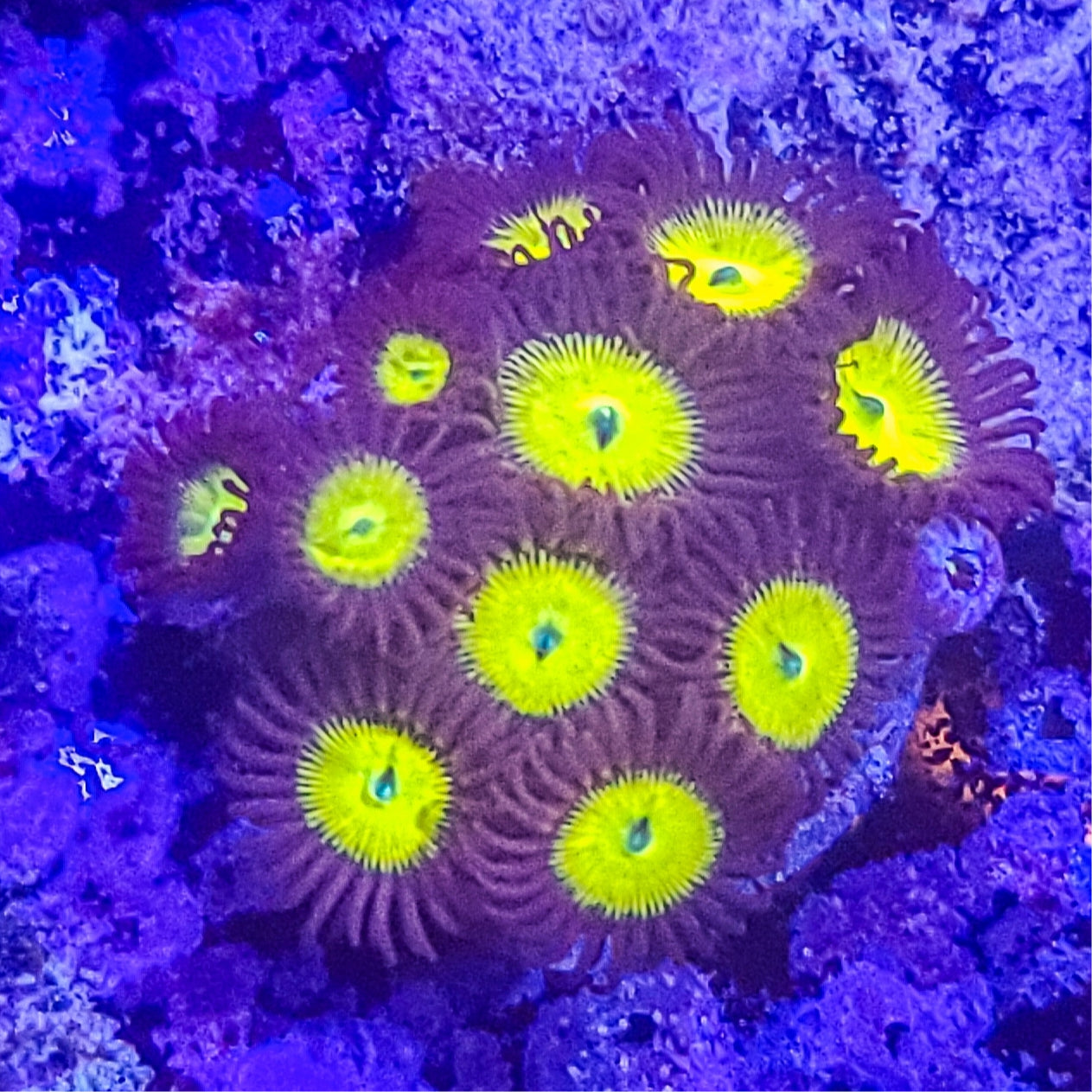 Zoanthid: SA King Midas 022 5F
