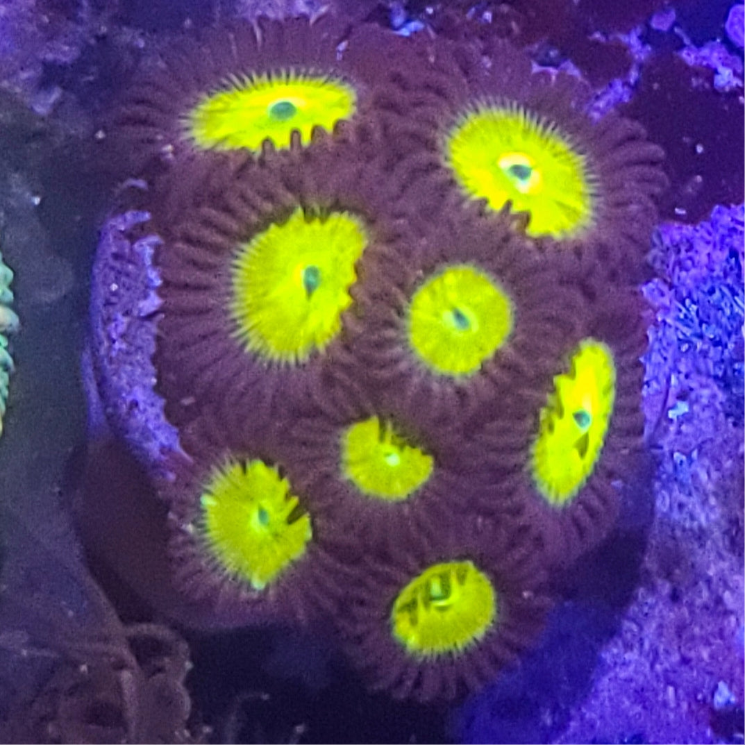 Zoanthid: SA King Midas 023 10I