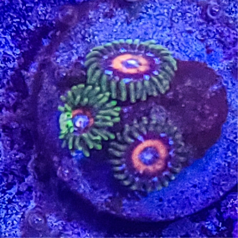 Zoanthid: SA Pink Minefield 022 4H