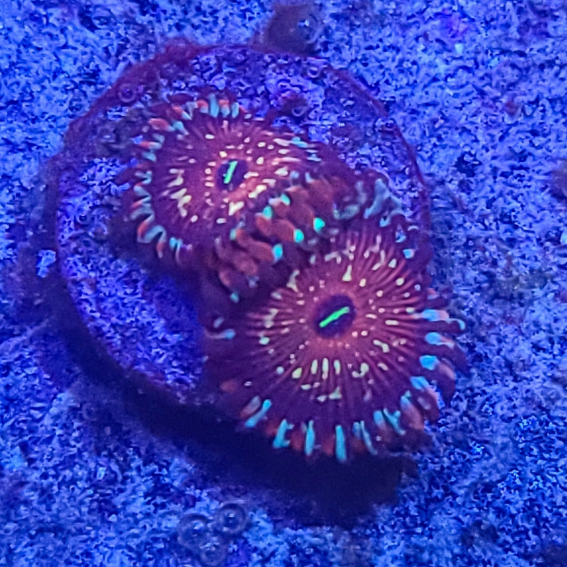 Zoanthid: SA Seduction 022 10G