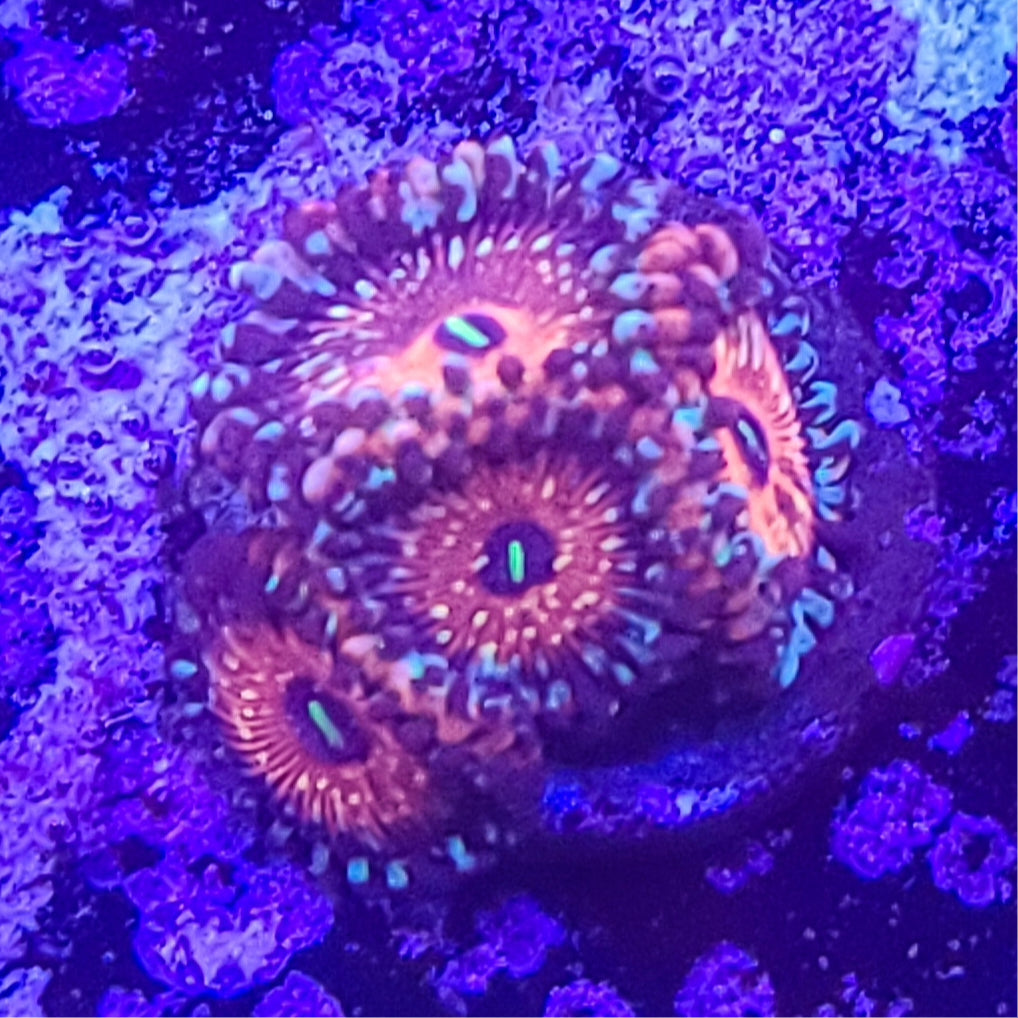 Zoanthid: SA Seduction 023 8C