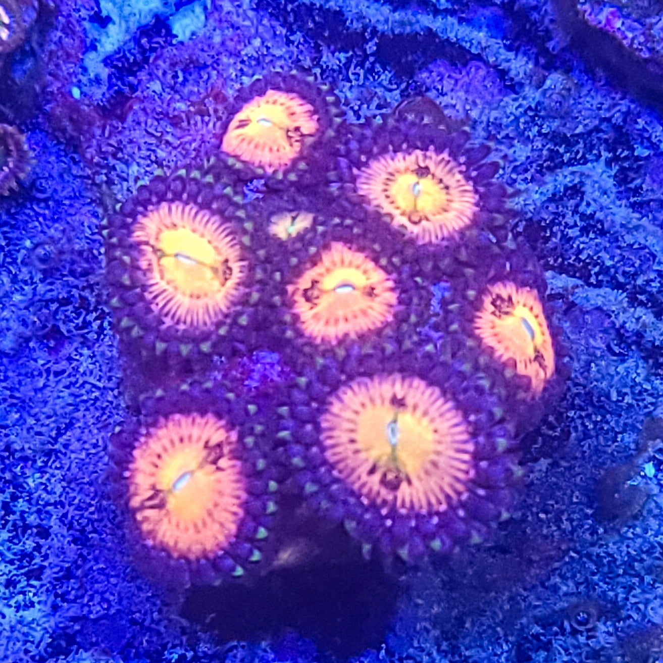 Zoanthid: Sakura 022 11D