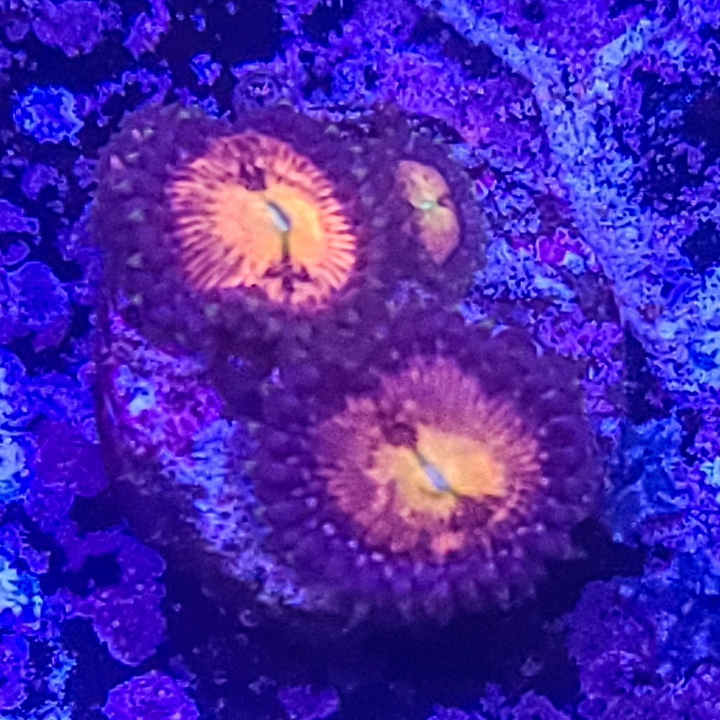 Zoanthid: Sakura 022 7D
