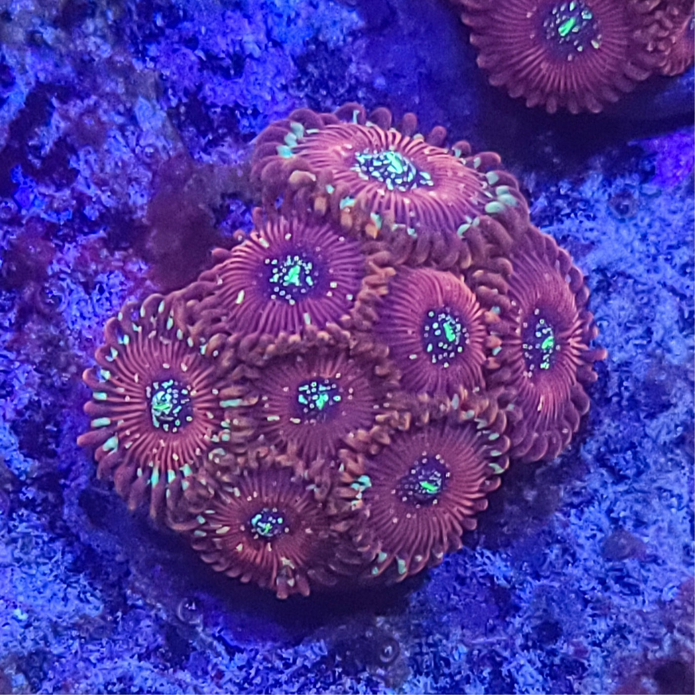 Zoanthid: Salted Agave 022 13E