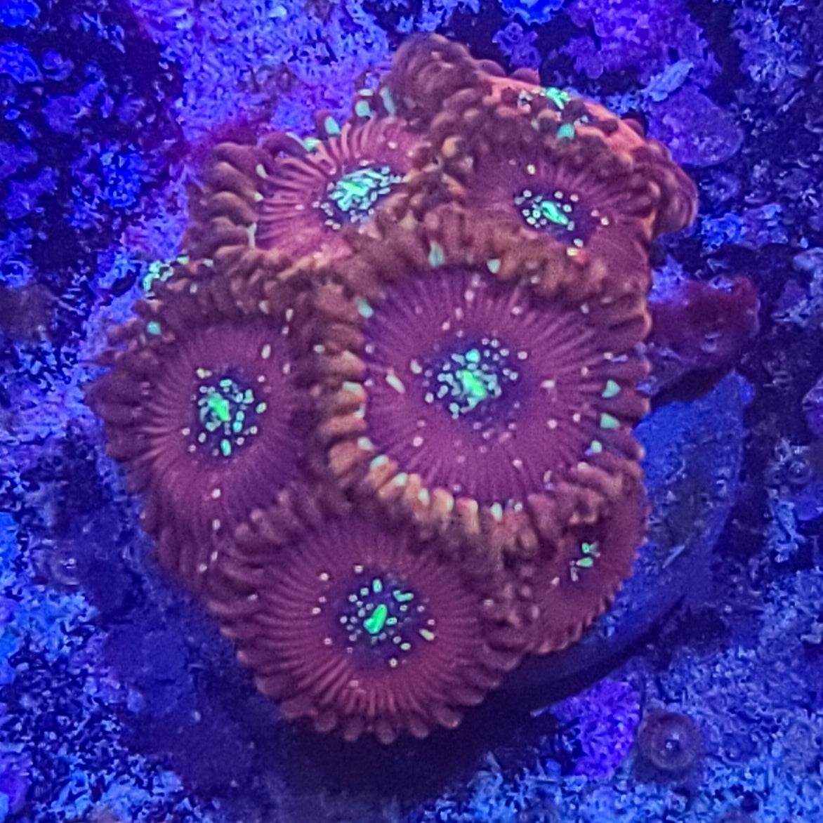 Zoanthid: Salted Agave 022 14E