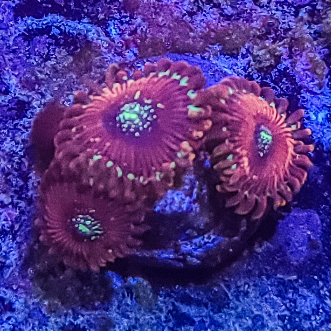 Zoanthid: Salted Agave 022 14F