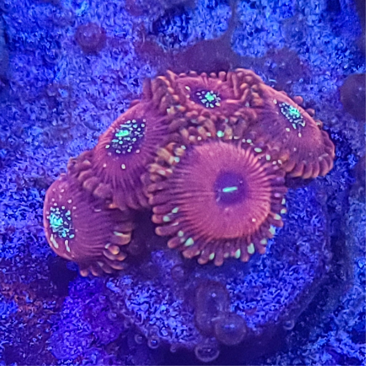 Zoanthid: Salted Agave 022 9E