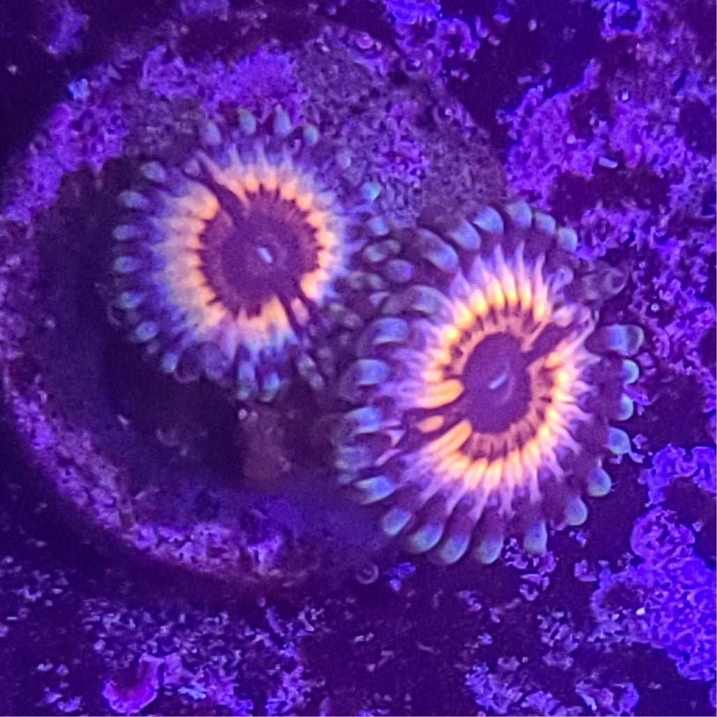 Zoanthid: Sonic Flare 023 12G
