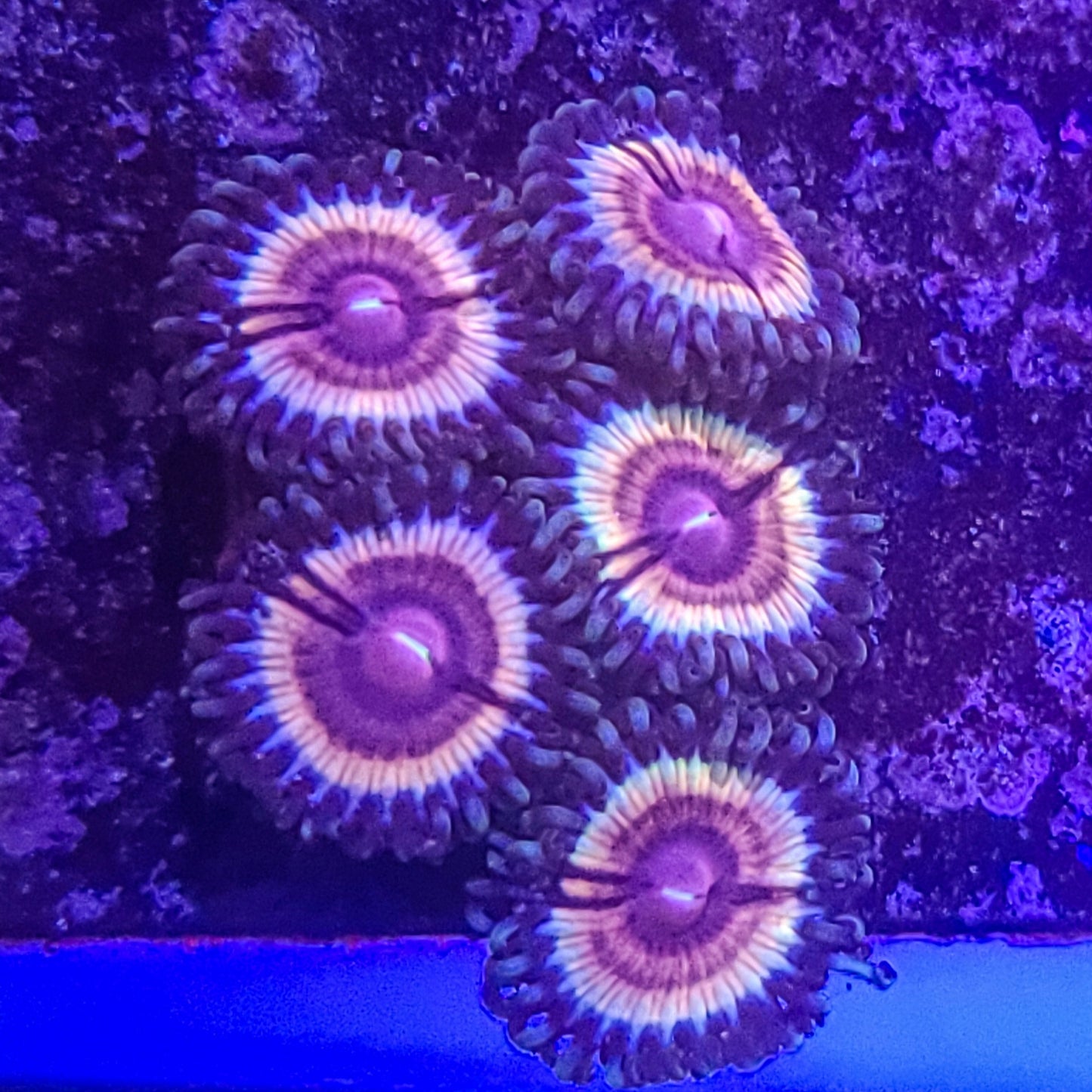 Zoanthid: Sonic Flare 023 15H