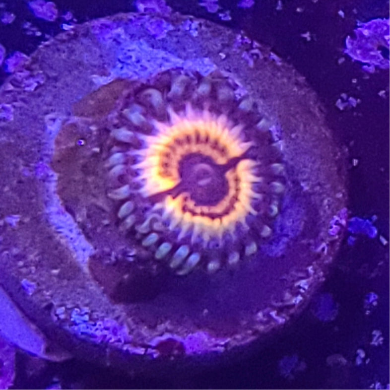 Zoanthid: Sonic Flare 023 9H