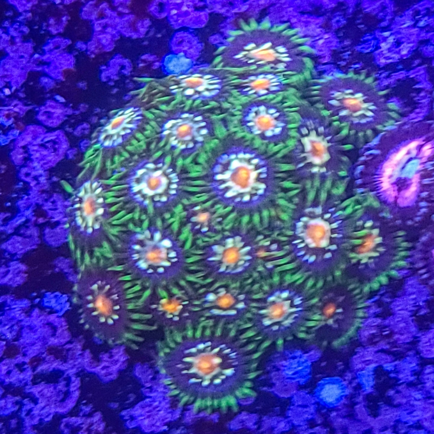 Zoanthid: Stargazer 023 5E