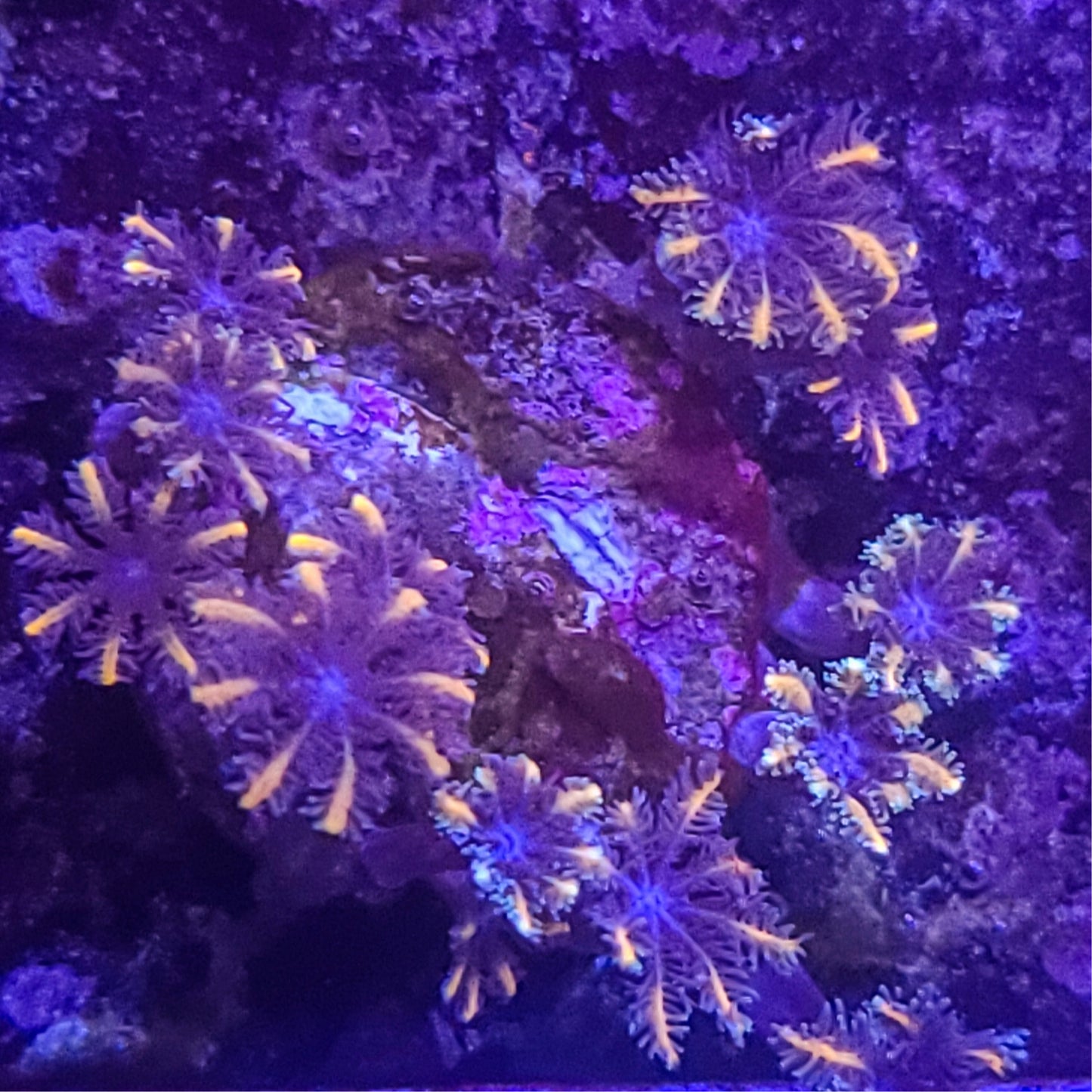 Clove: SA Sunflower 023 15J