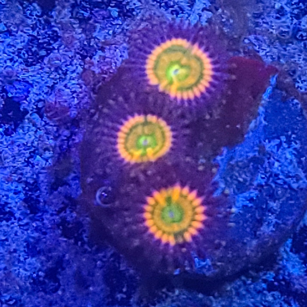 Zoanthid: Sunny D's 022 11F