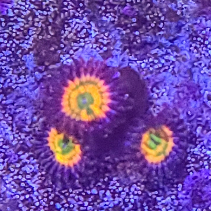Zoanthid: Sunny D's 023 6F