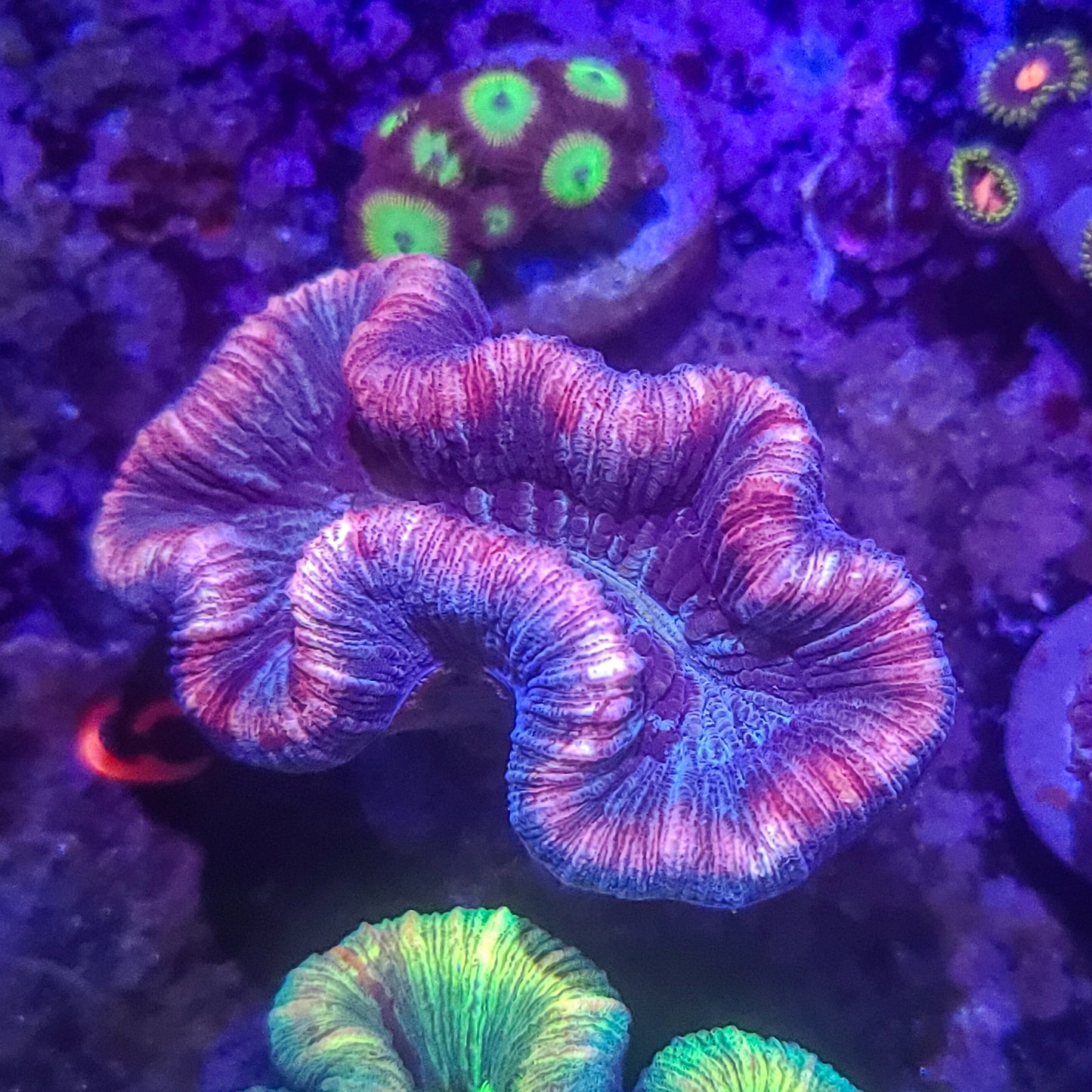 Trachyphyllia: Purple Monster Burt 023 9J