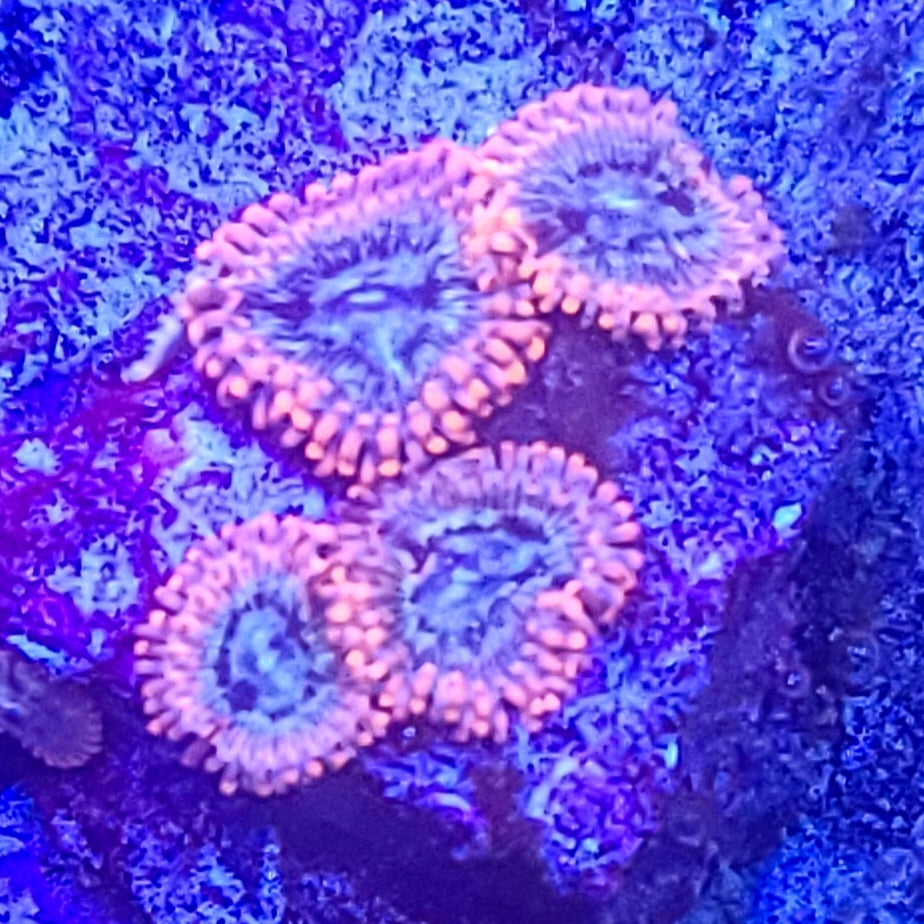 Zoanthid: Utter Peace 022 10C