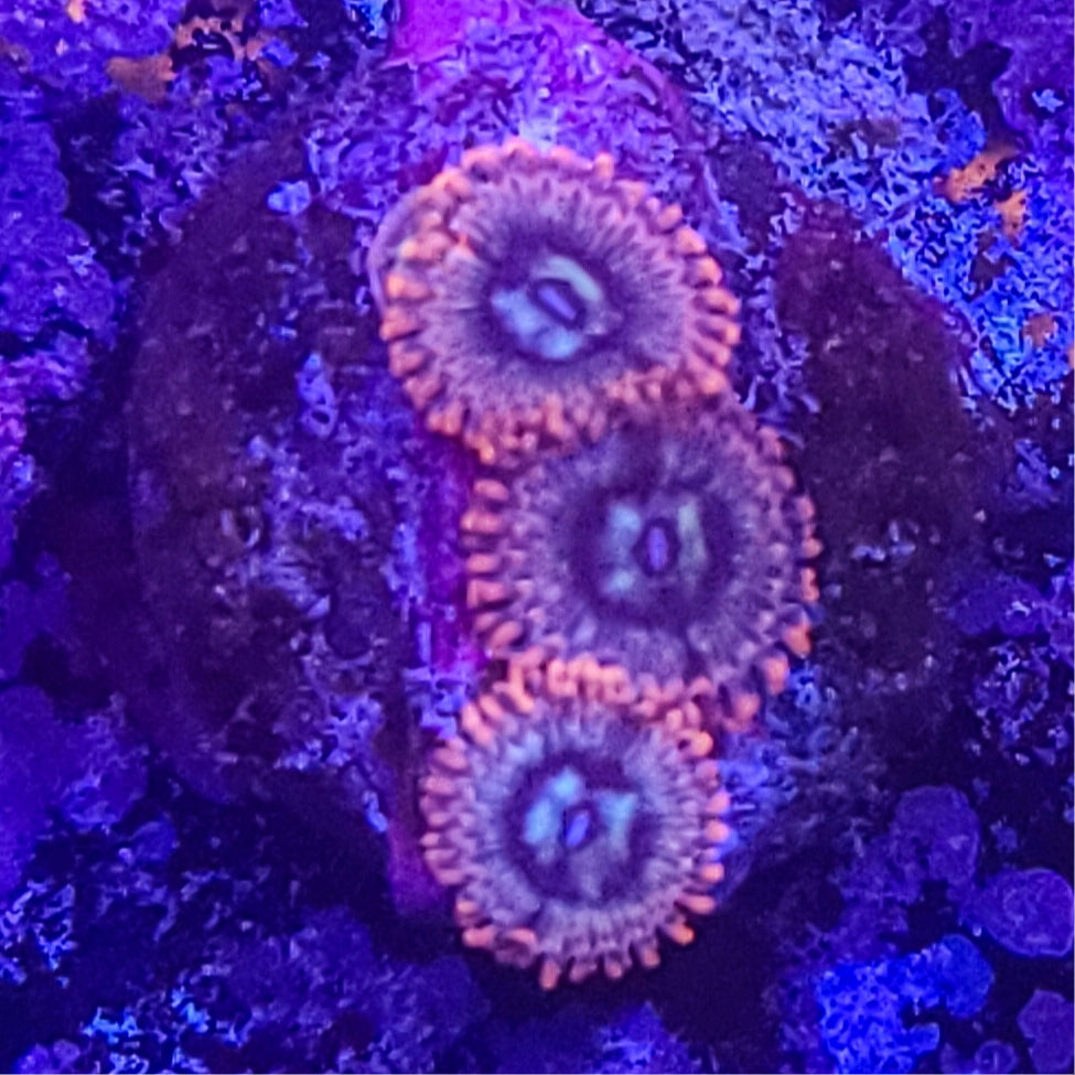 Zoanthid: Utter Peace 022 5I