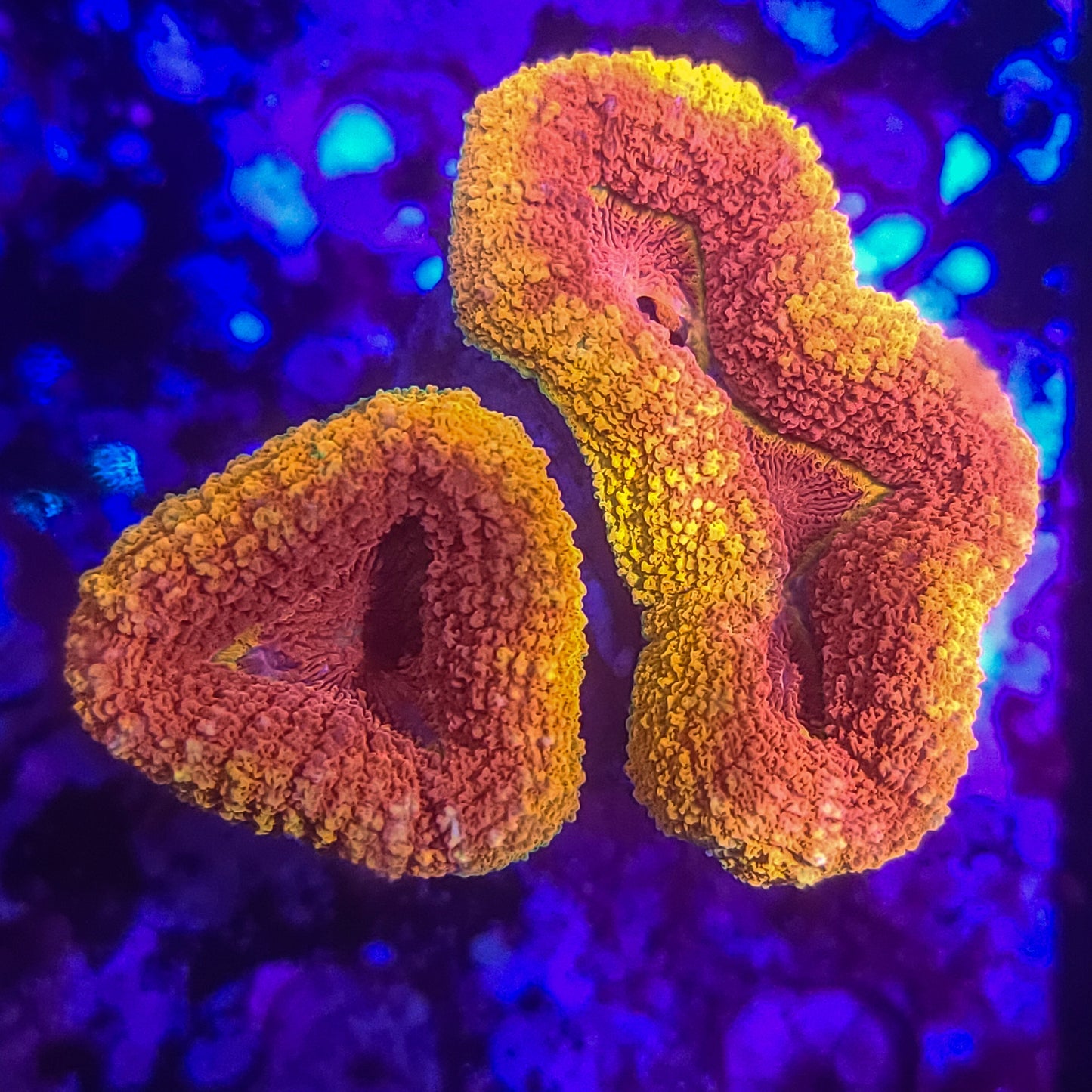 Lobophyllia: Sunny Delight 021 10B
