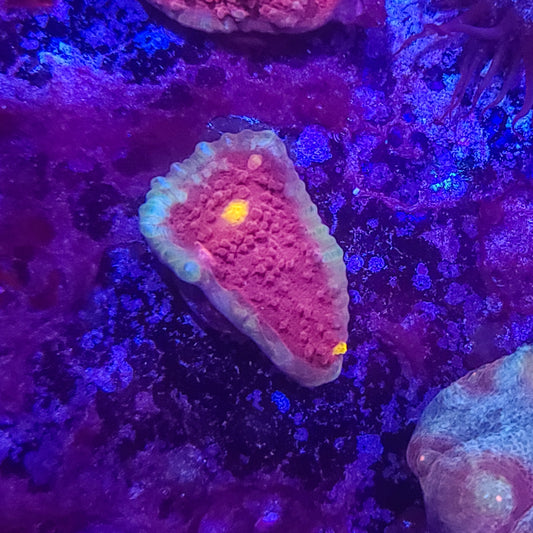 Chalice:  SA Alien Landings  021 12J