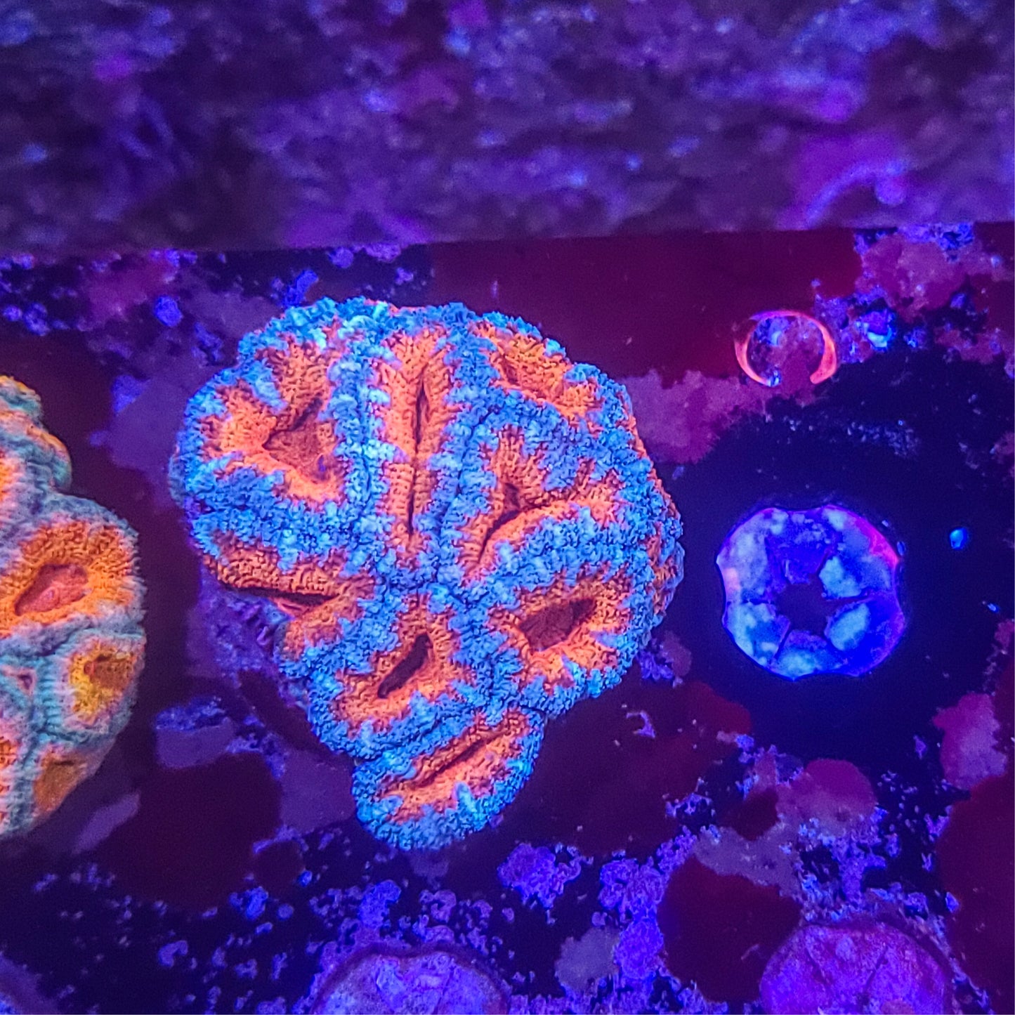 Acan: Orangalated 021 1D