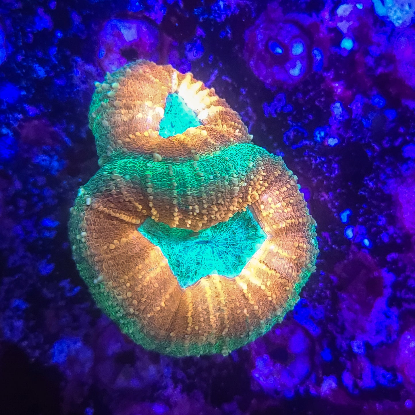 Lobophyllia: Summer Sand 021 14C