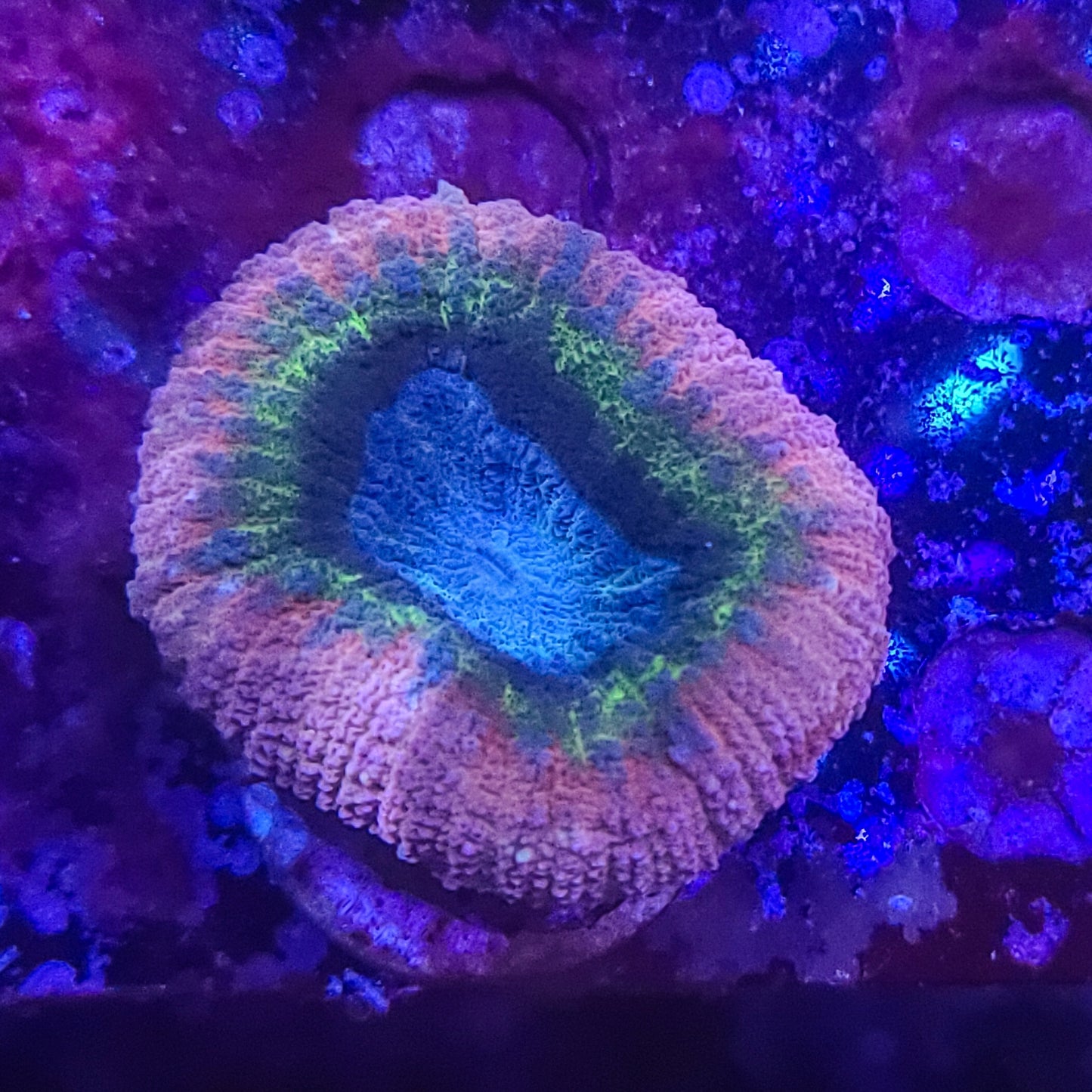 Lobophyllia: Abyss 021 15G
