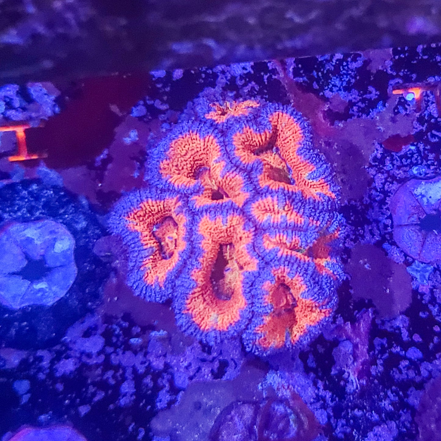 Acan: Chaos Imagination Mini Colony 021 1G