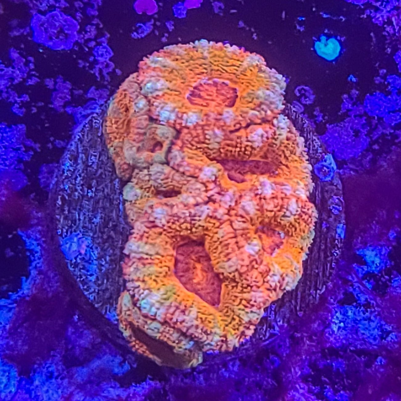 Acan: Wheels of Desire 021 5E