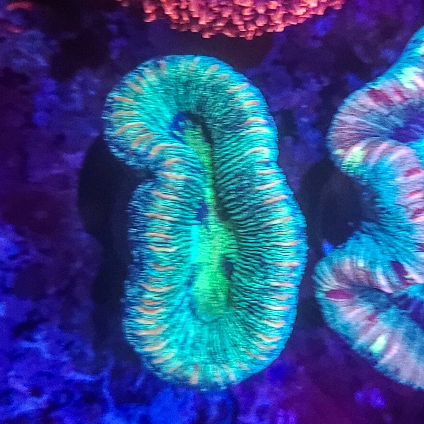 Trachyphyllia: Green Pool 021 7J