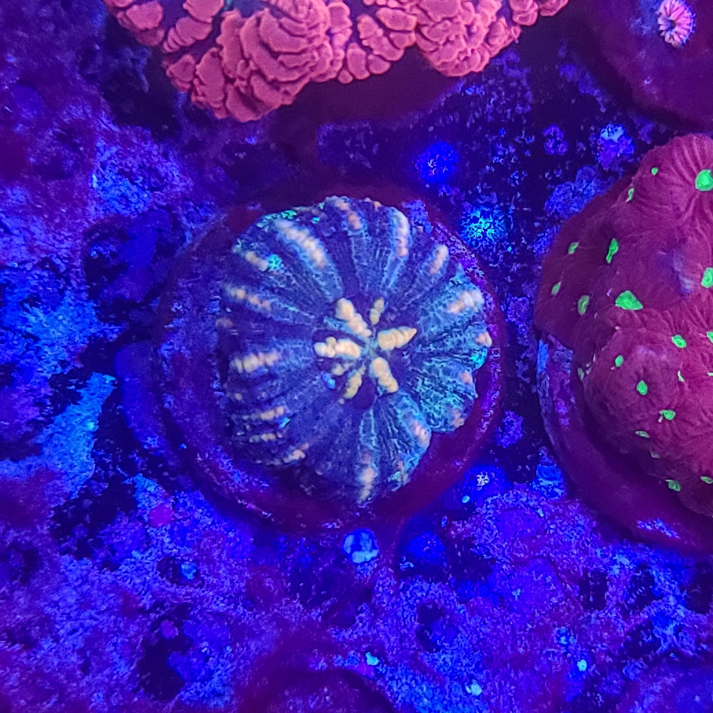 Scolymia: Blue Focus 021 8G