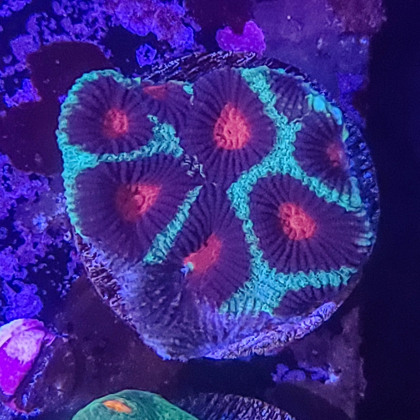 Favia: Prism Favia 024 15E