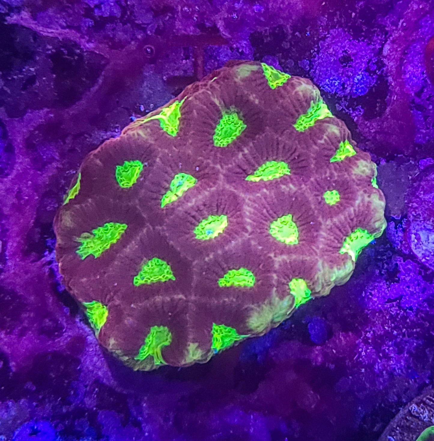 Favia: Dragon Soul Favia 024 1H