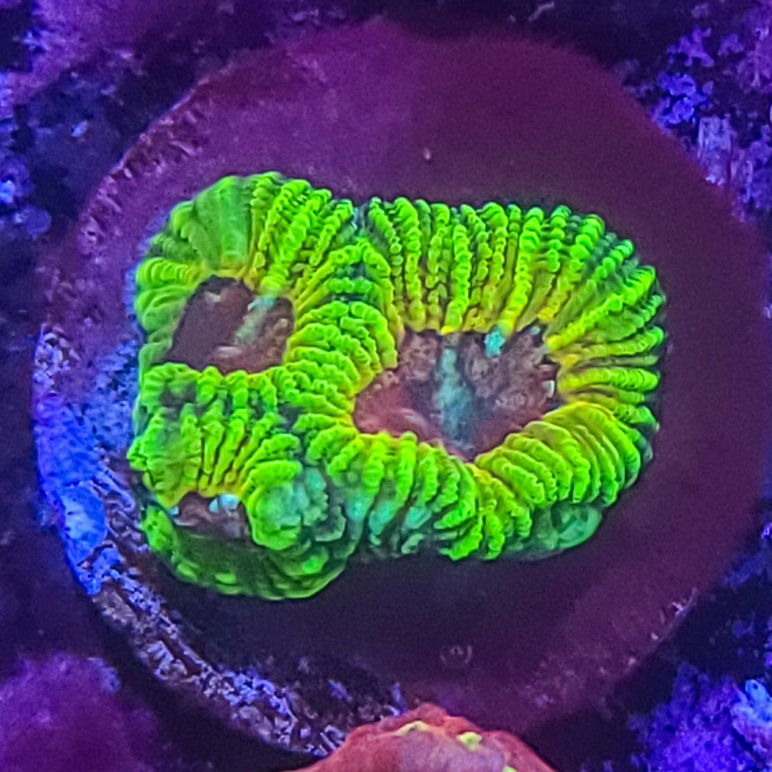 Favia: Mayan Sun 024 6I