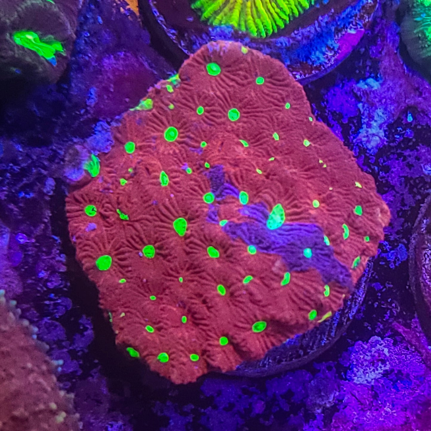 Favia: War Coral Favia 024 7I
