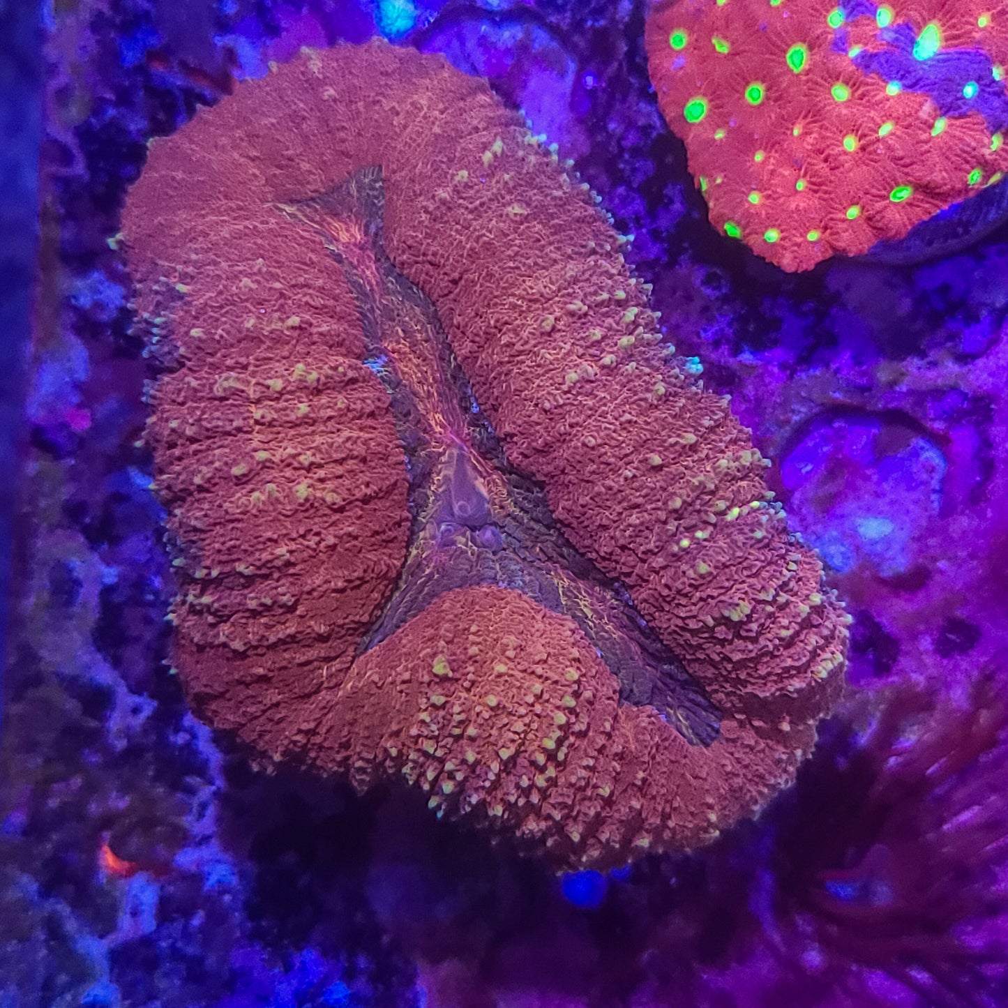 Lobophyllia: Troll Lips 024 8J