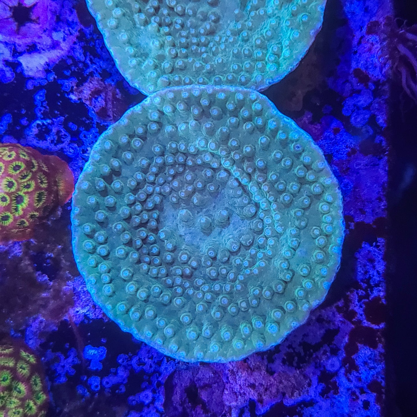 Pagoda Cup Coral: 014 10B