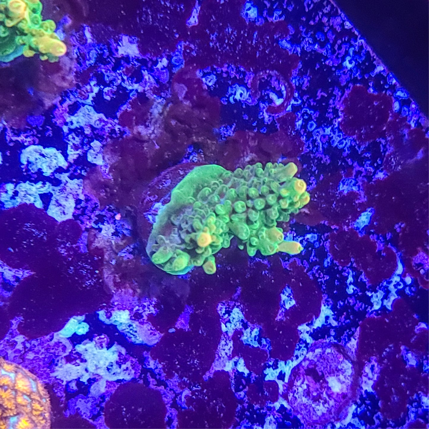 Acropora: Leprechaun 014 1C
