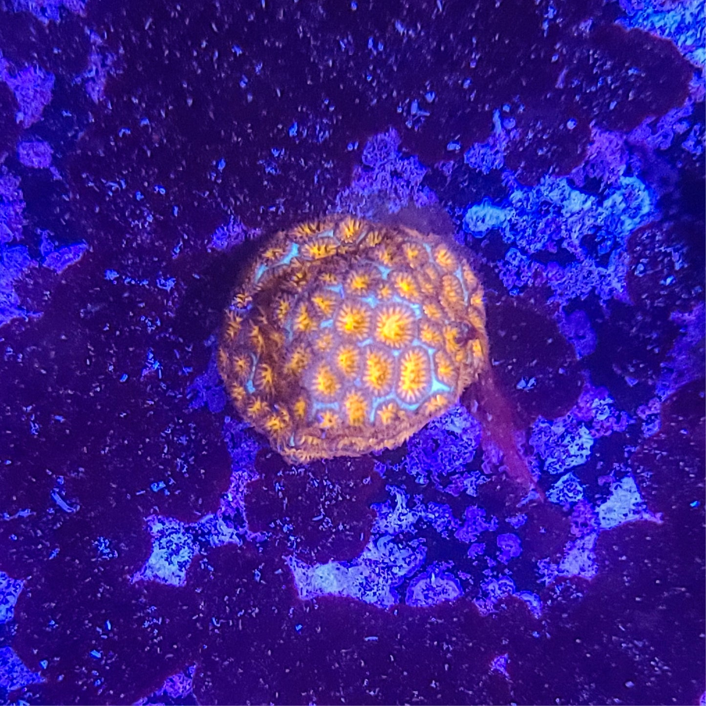 Leptastrea: Jack O Lantern 014 2E