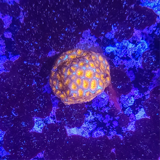 Leptastrea:  Jack O Lantern 014 2E