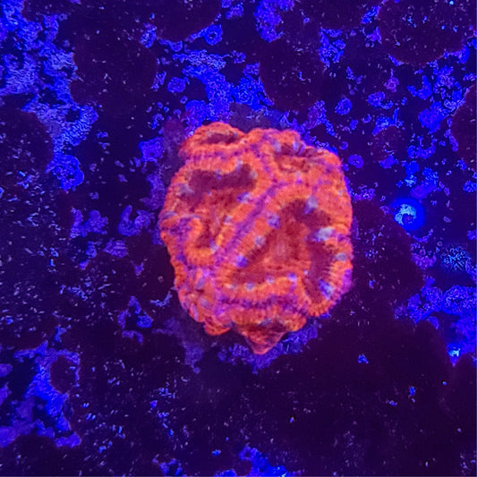 SA Lava Lamp Acan 014 3C