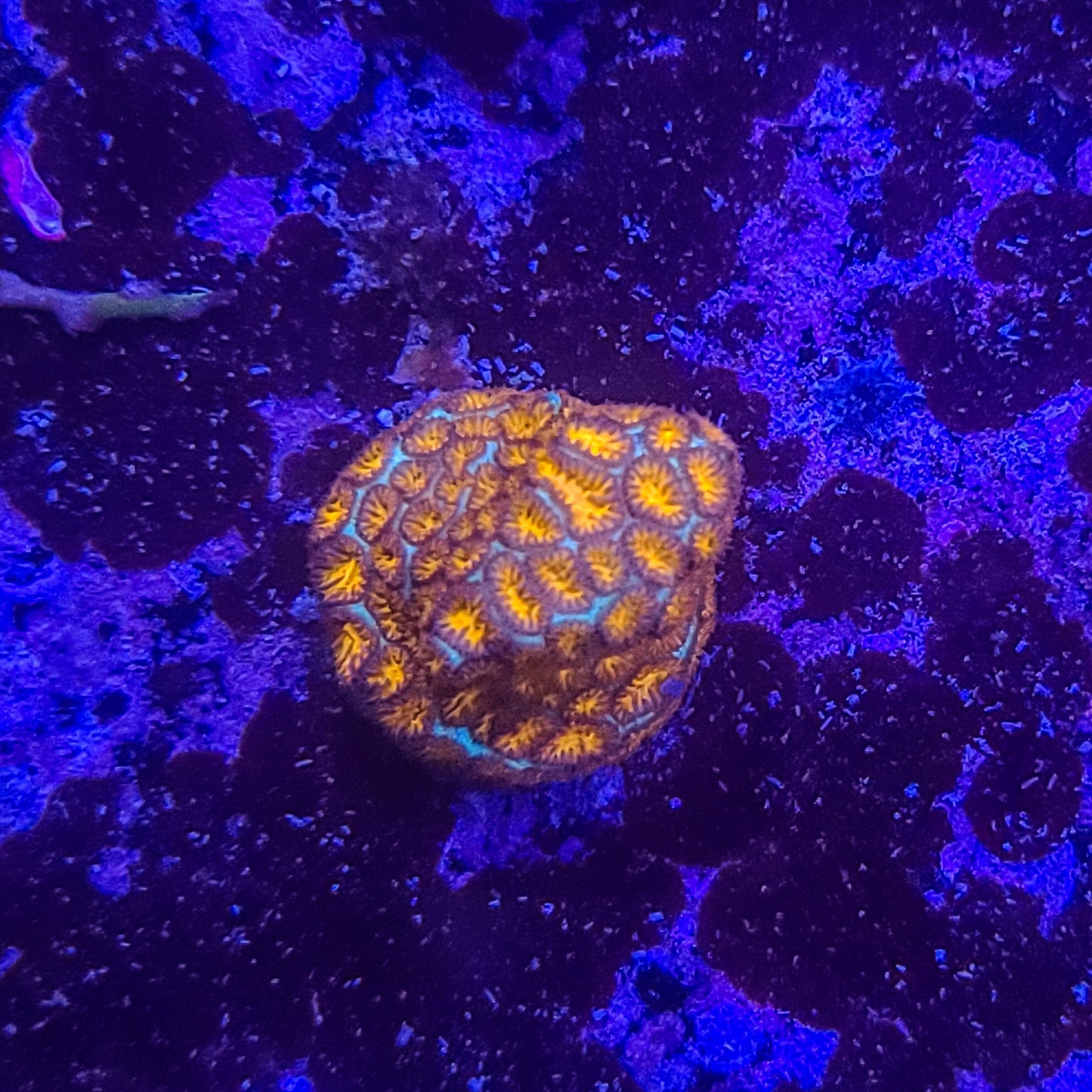 Leptastrea: Jack O Lantern 014 3F