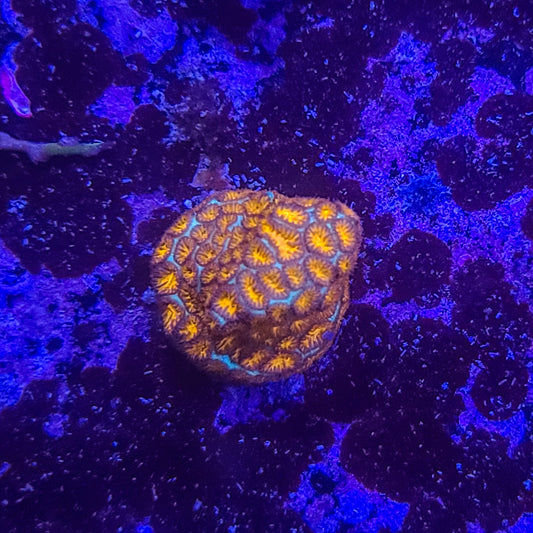 Leptastrea: Jack O Lantern 014 3F