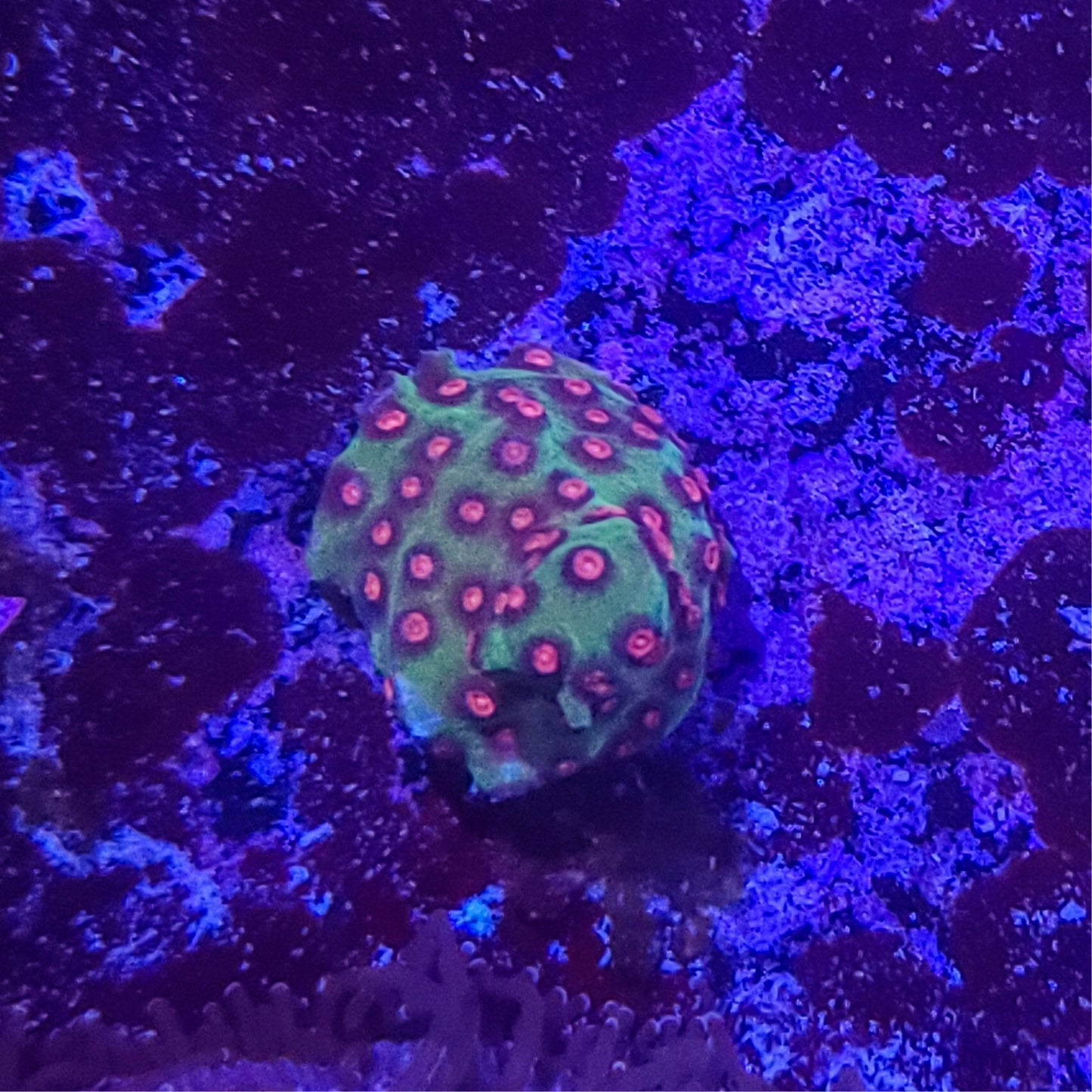 Cyphastrea: Pink Measles 014 4G