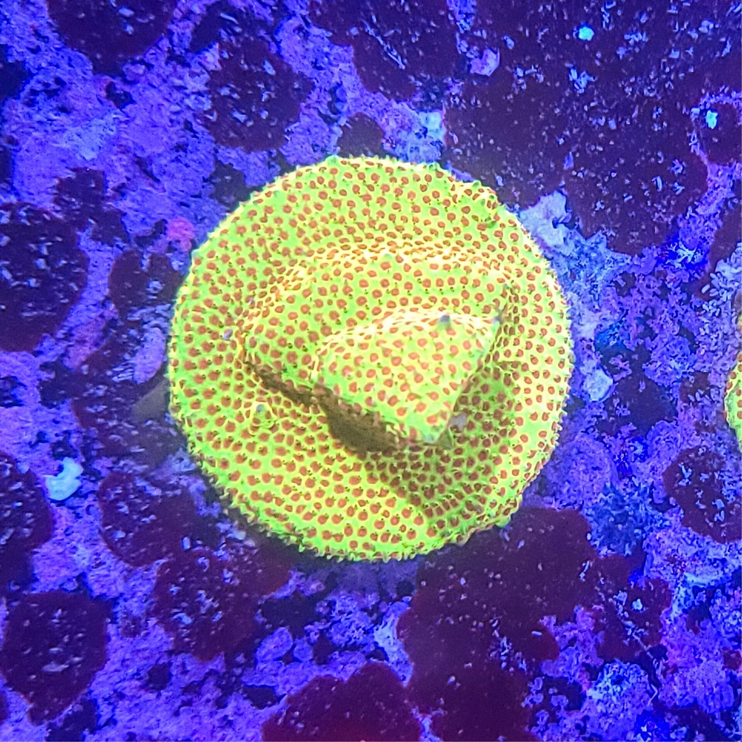 Styocoeniella: Burning Banana 014 5E