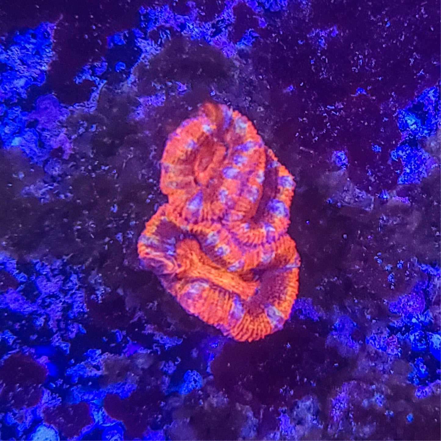 Acan: Futile Thoughts 014 5B