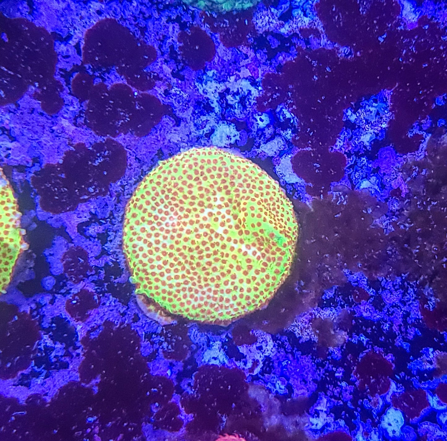 Styocoeniella: Burning Banana 014 5C