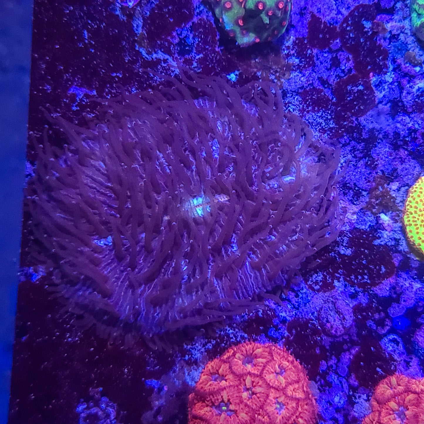 Fungia: Purple Star 014 5G