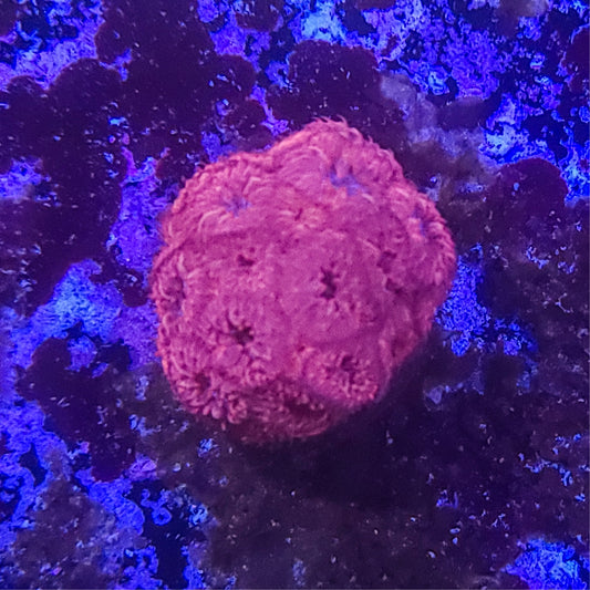 Blastomussa:  Blue Eyed Raven 014 6C