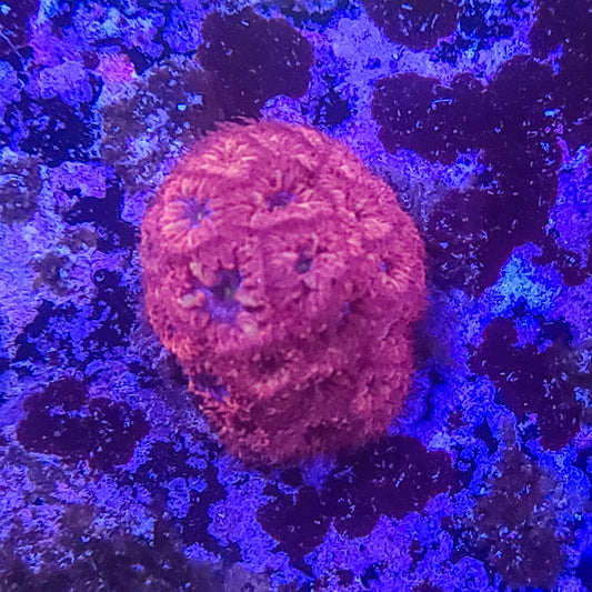 Blastomussa:  Blue Eyed Raven 014 6D