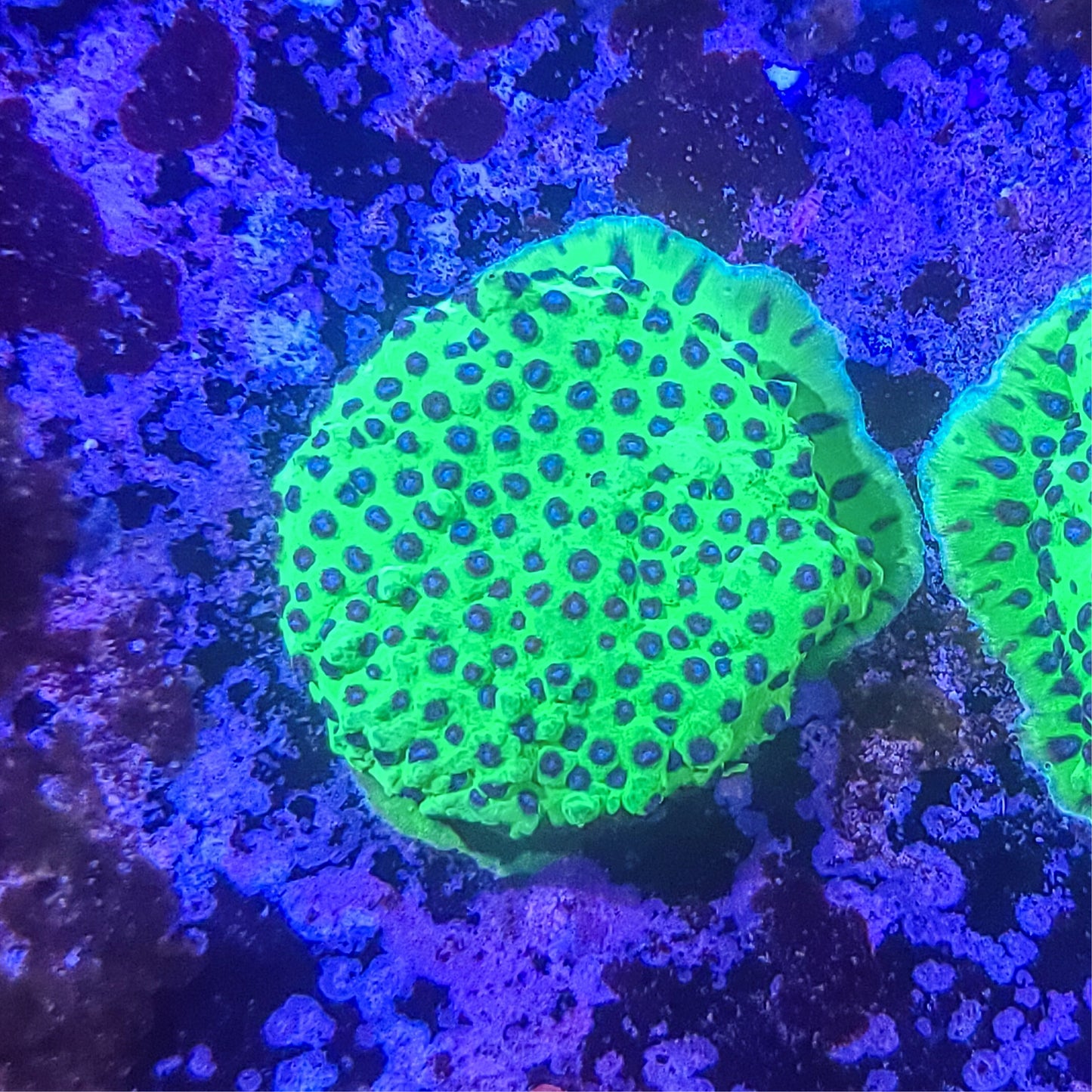 Cyphastrea: Joker 014 8B